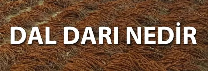 dal darı nedir