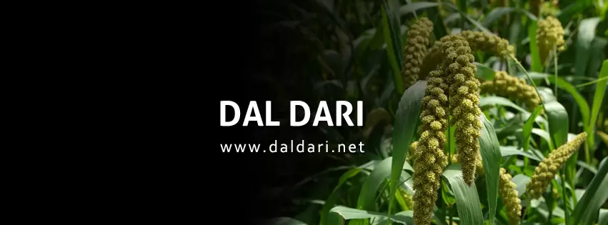 millet spray