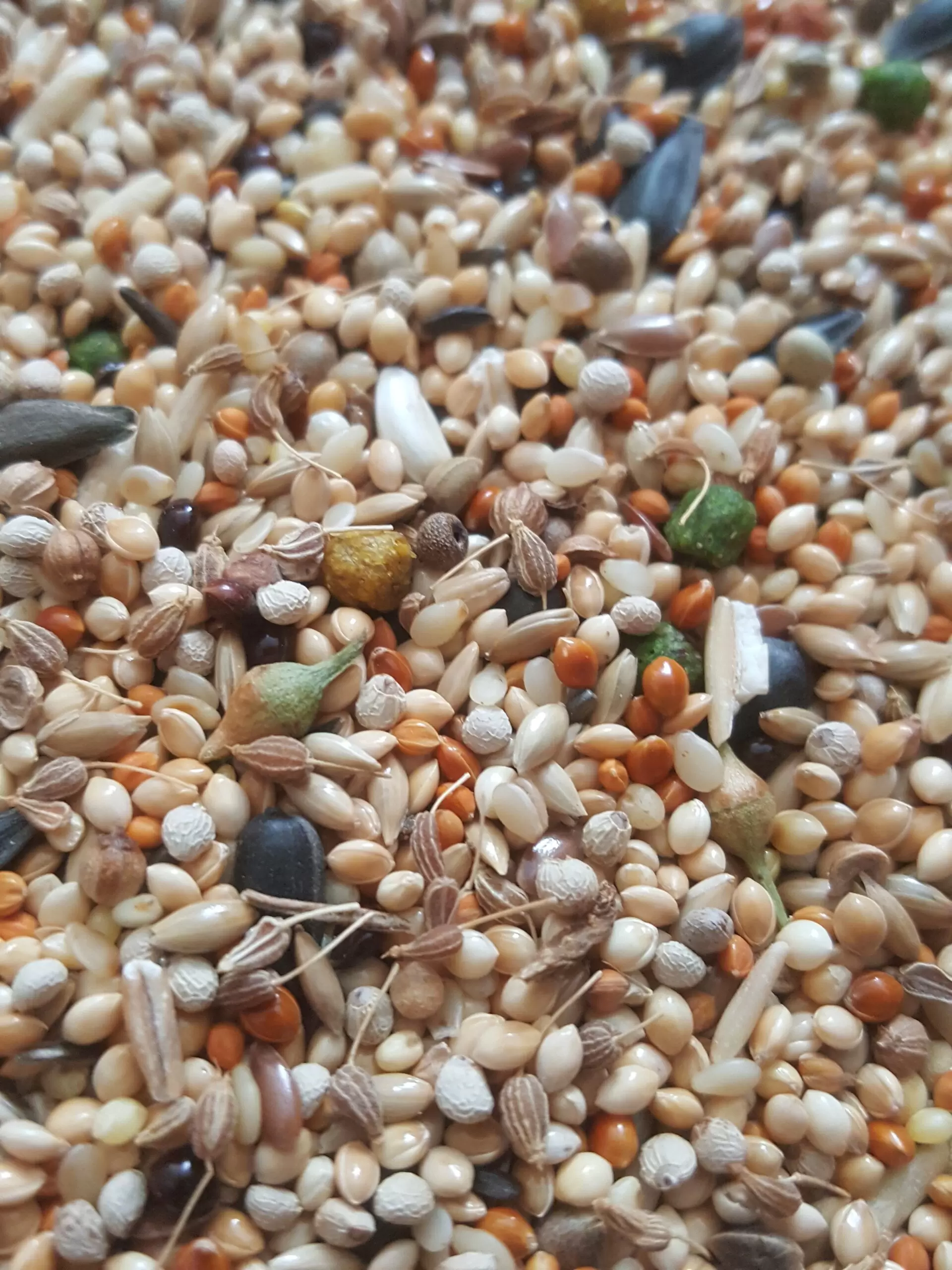 Sultan Papağanı Yemi 500 gr - Görsel 3