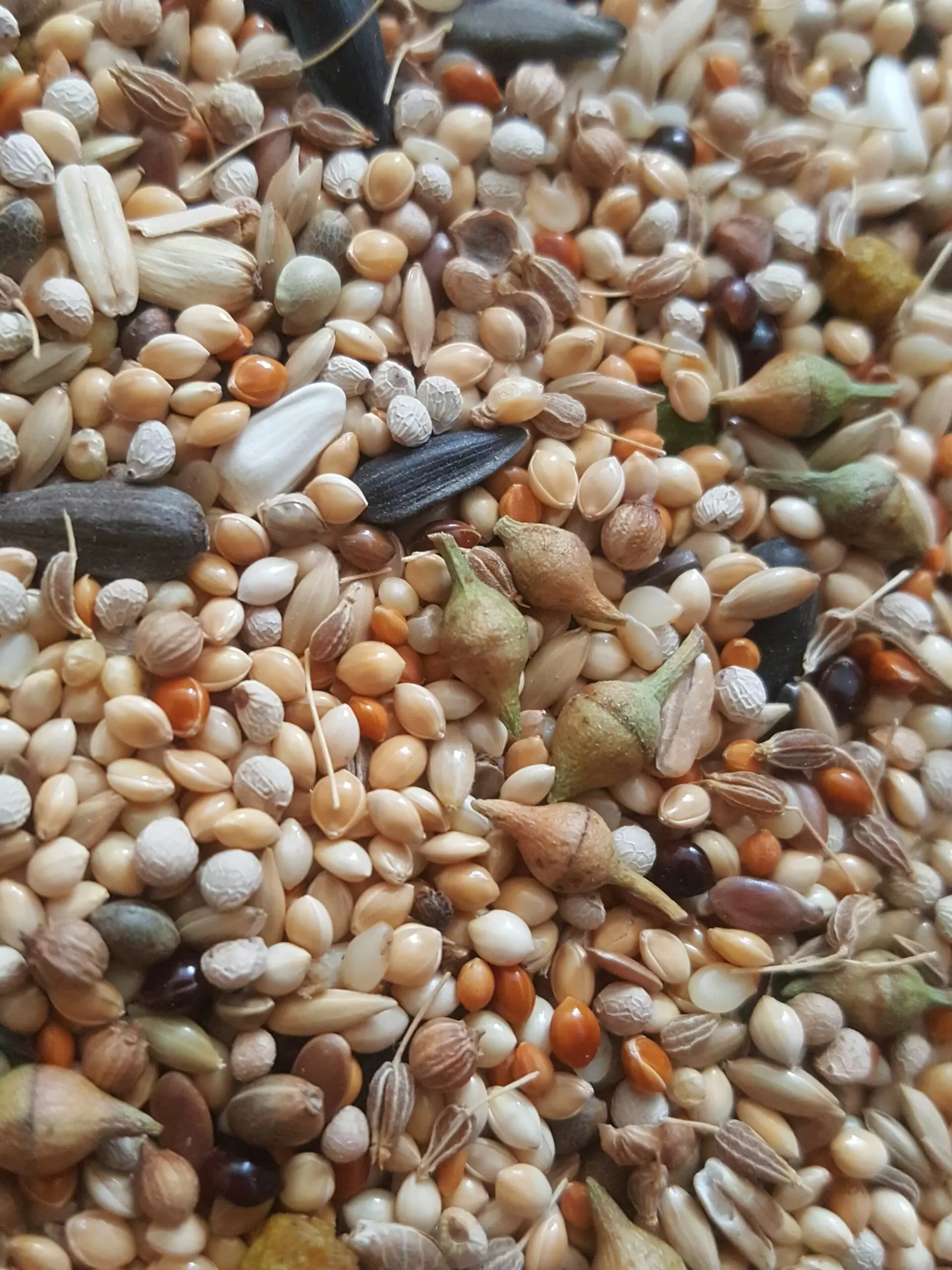 Sultan Papağanı Yemi 500 gr - Görsel 4