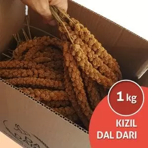 kızıl dal darı, spray millet