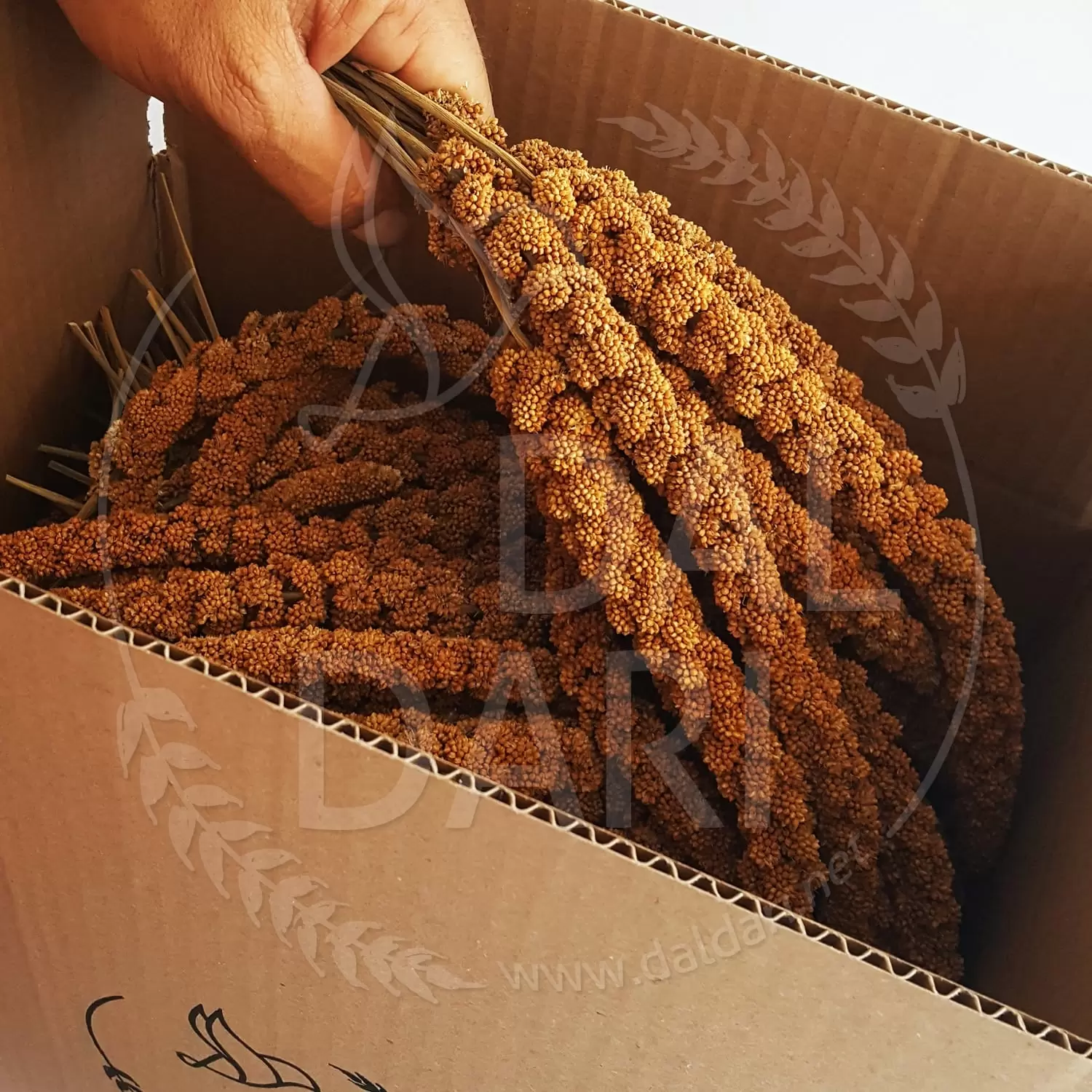 Kızıl Dal Darı 2 kg - Görsel 4