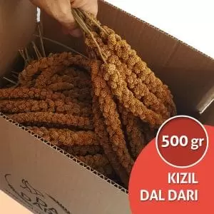 kızıl dal darı, foxtail millet