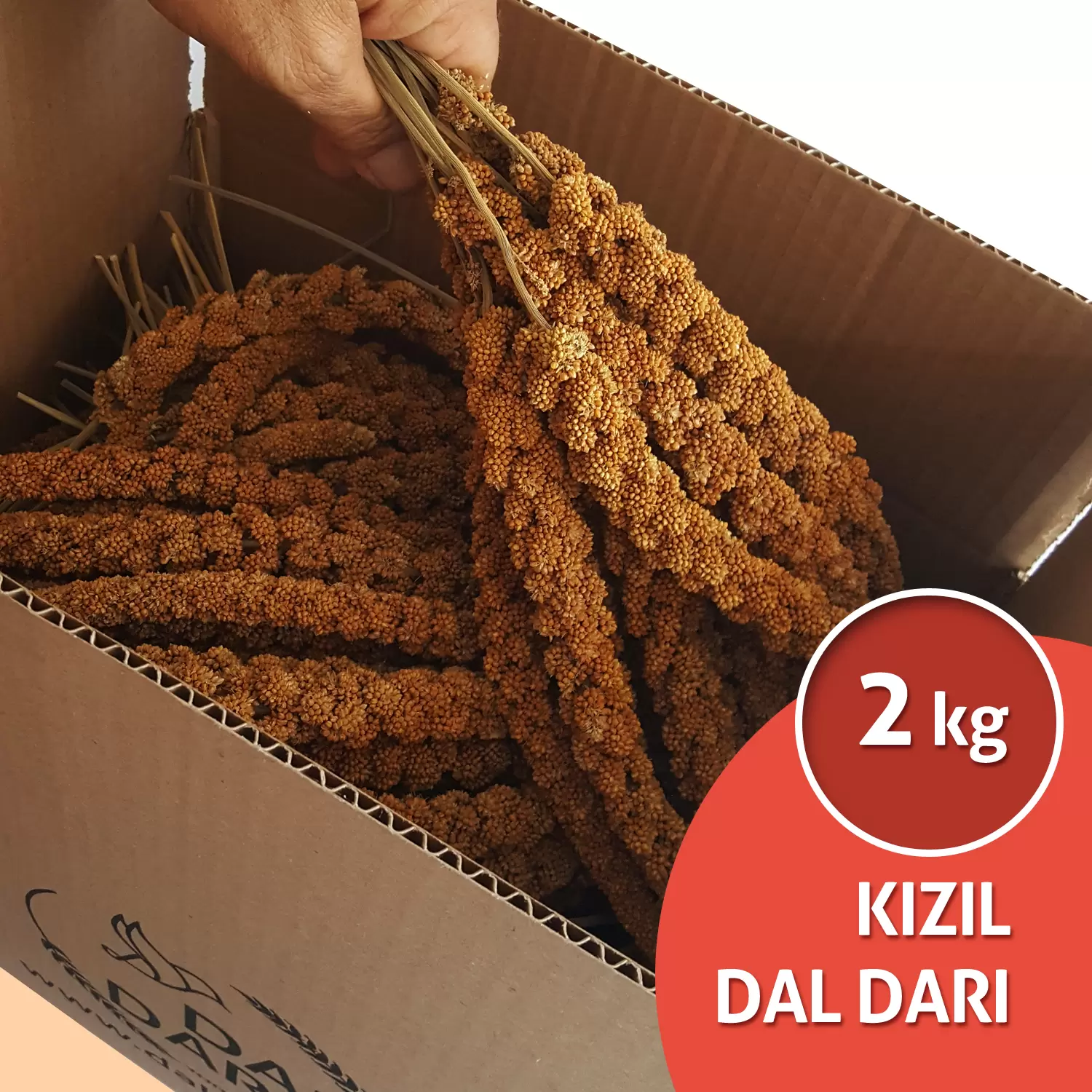 kızıl dal darı, foxtail millet