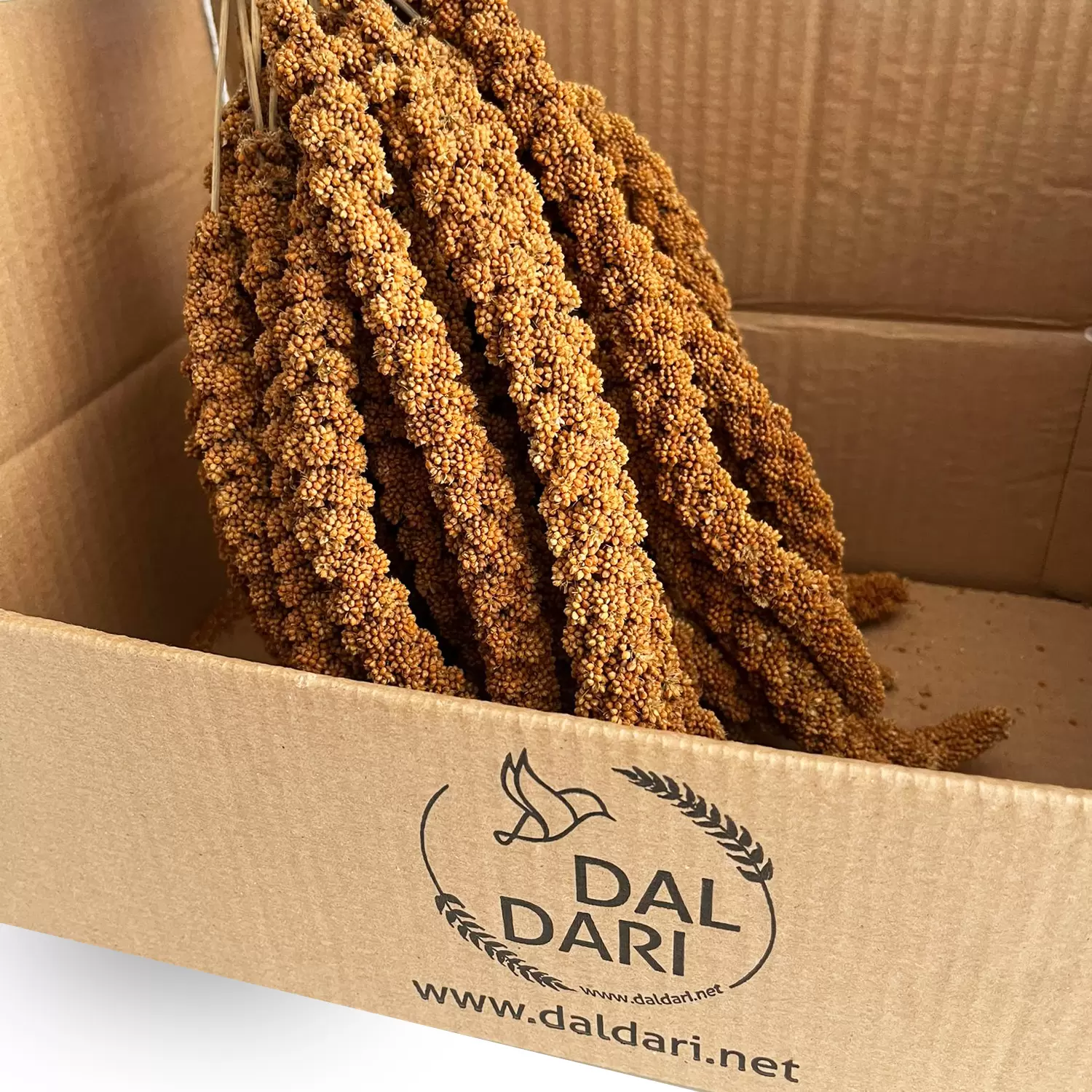 ekonomik kızıl dal darı